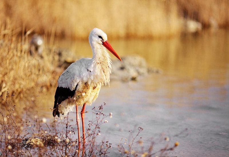 Аистphoto preview