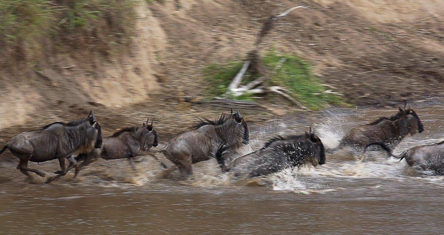 Crossing. Автор: Сергей Краснощёков африка, гну, кроссинг, Сергей Краснощёков