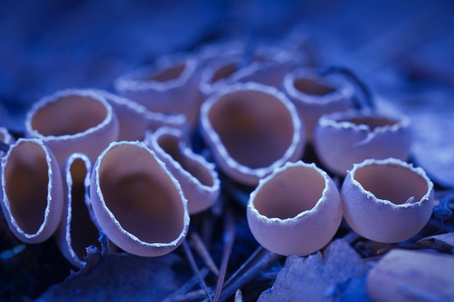 грибочки. Автор: Олег Жуков макро, лес, грибы, фото, природа, Олег Жуков