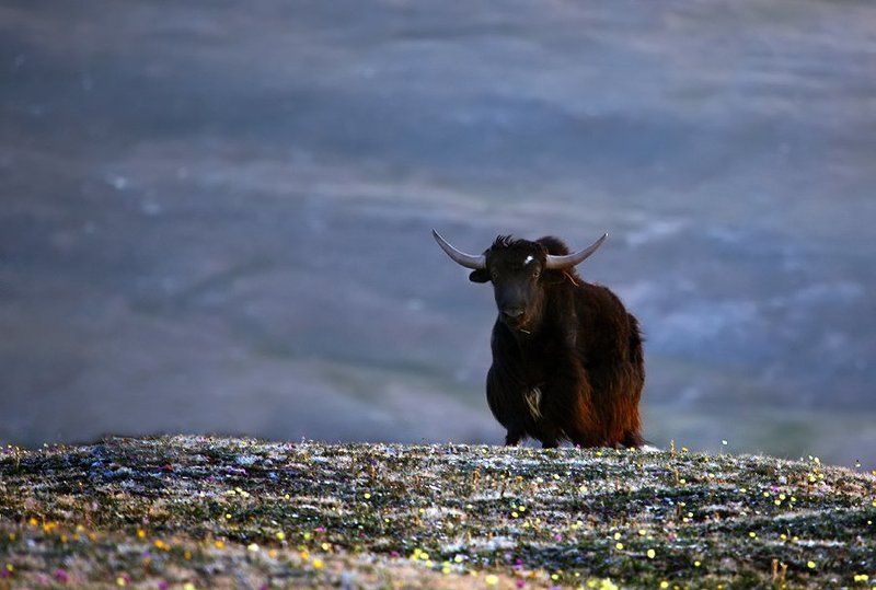 алтай, пастбища, алтайцы, путешествия, сибирь, горы, природа, высота, пейзаж Небесные пастбища Алтайцевphoto preview