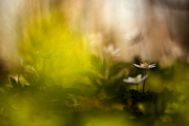 ветреничка дубравная, весна, цвет **photo preview