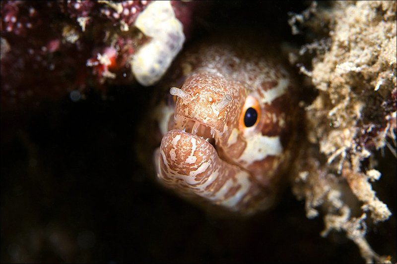 murena, underwater, coral Зубкиphoto preview