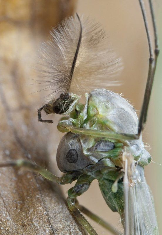 комар, макро, micro-nikkor af 105mm f/2.8 d, nikon d80 Князьphoto preview