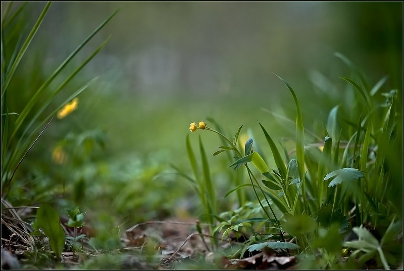 На рассвете.photo preview