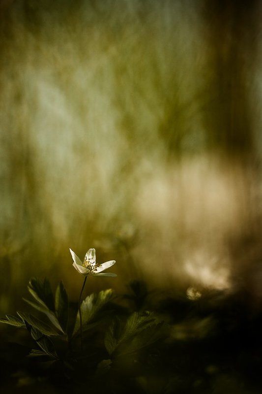 ветреничка дубравная, весна, цвет С солнцем на лепесткахphoto preview