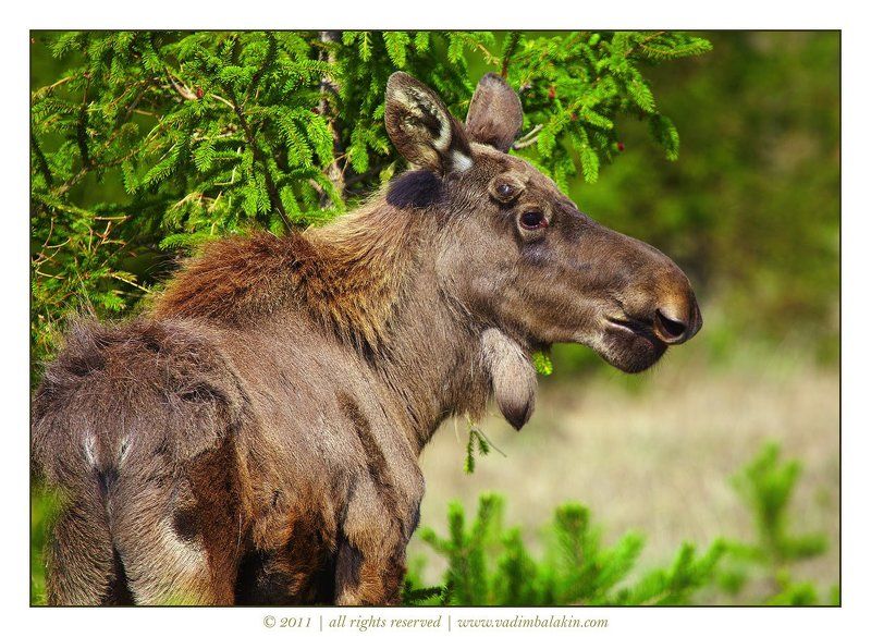 лось, лосёнок, зюраткуль Взъерошкаphoto preview