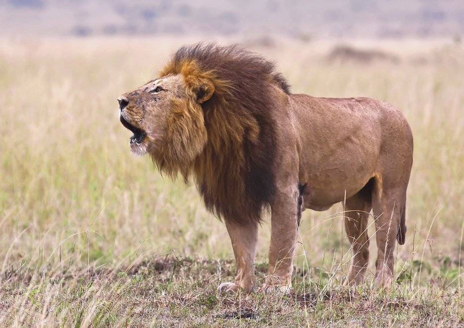 ррр.... Автор: Сергей Краснощёков кения , африка, лёва, Сергей Краснощёков