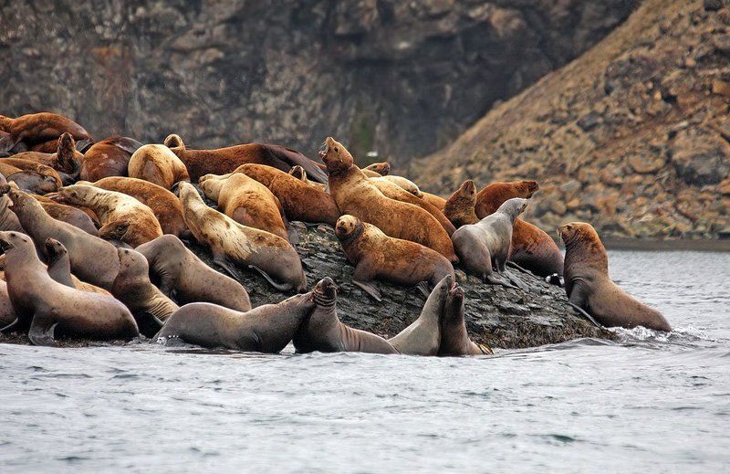 сивучи, сивуч, северные, морские, львы, северный, морской, лев Сивучи (северные морские львы)photo preview