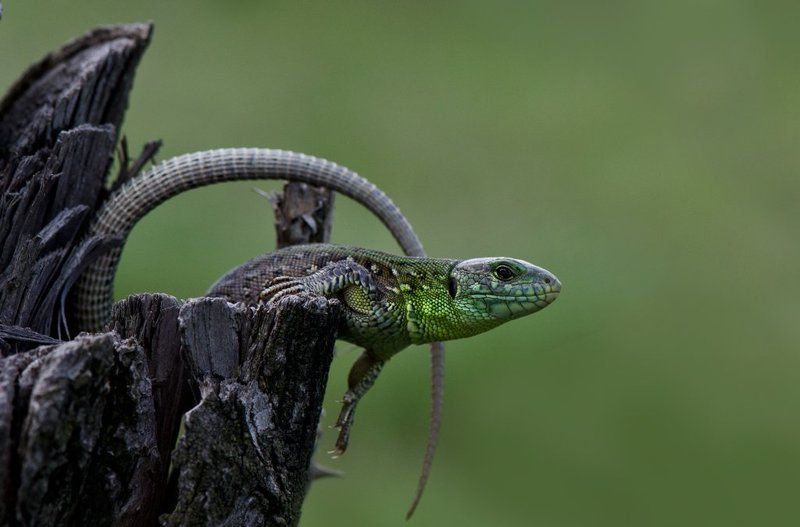 Петля...photo preview