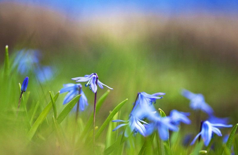 цветы, май, жизнь Первоцветы.photo preview