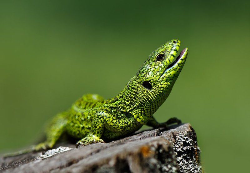 ящерица В целом мире лишь одна Я , вот такая заводнаЯ...photo preview