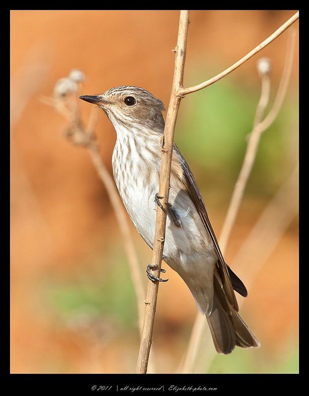 серая, мухоловка, muscicapa, striata, израиль Серая мухоловка - Muscicapa striataphoto preview