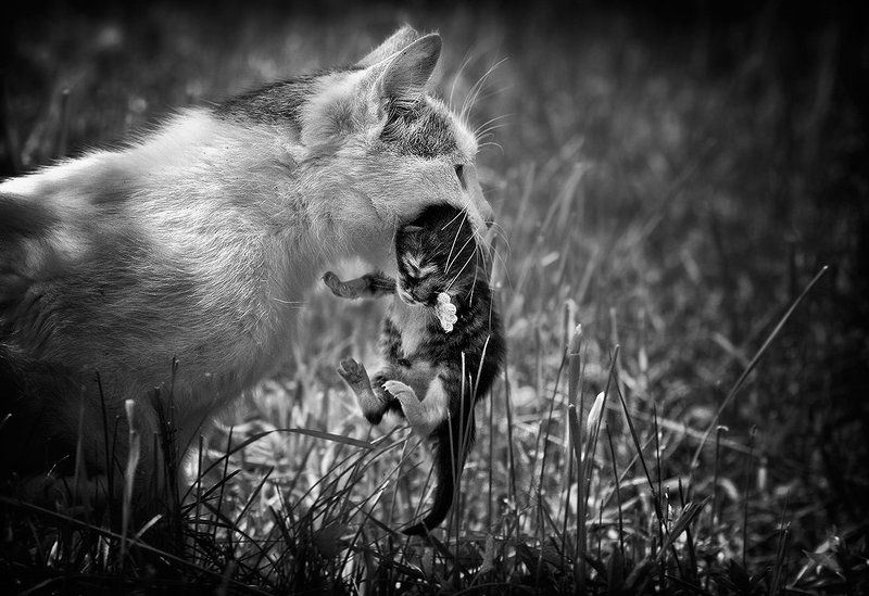 Мама, ну можно я не пойду сегодня в школу?!photo preview