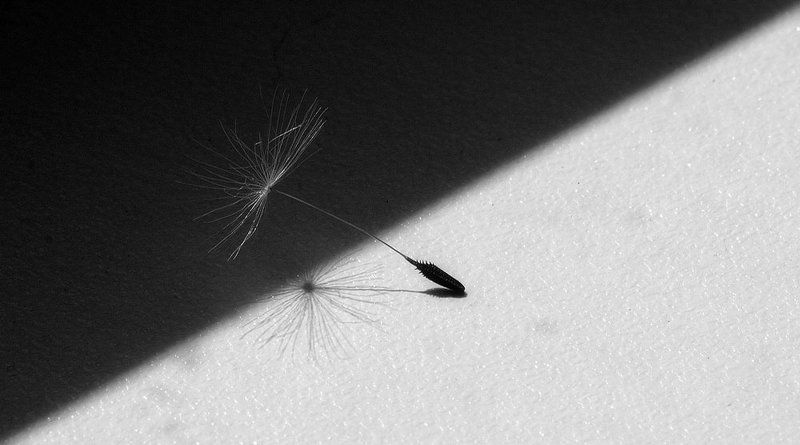 Темная и светлая сторона силы. Выбор.photo preview