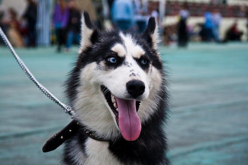 собаки, животные Выставка собак. Ярославль. 7 мая 2011.photo preview