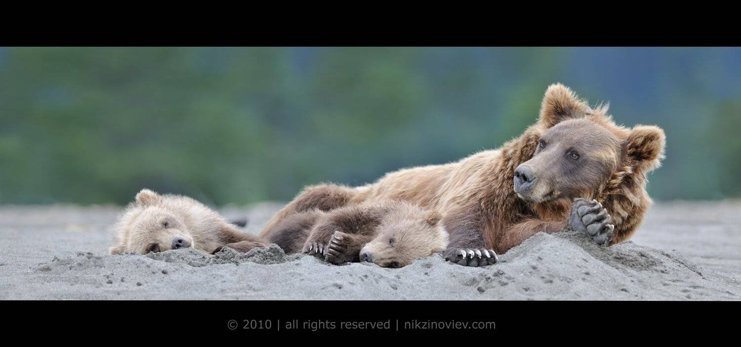 бурый медведь, дикая природа, животные, зиновьев николай, Николай Зиновьев