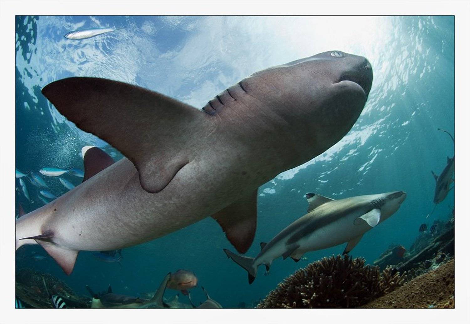 fiji, shark, face,rif, Нарчук Андрей