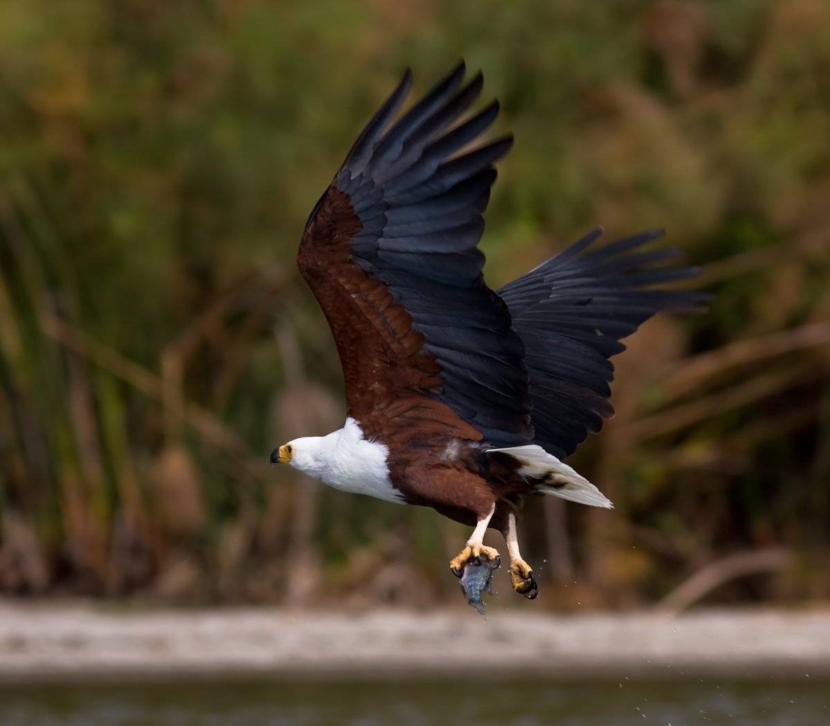 Вечерний клёв. Автор: Сергей Краснощёков орлан, африка, кения, Сергей Краснощёков