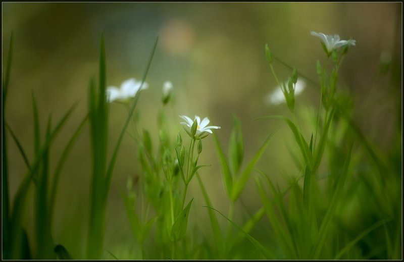 Пробуждение.photo preview