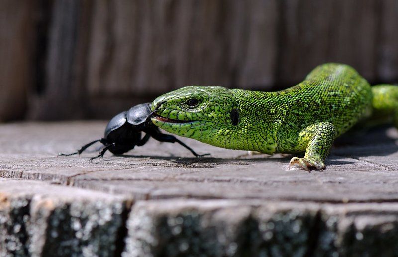 ящерица Зацелую,миленький,не уйдешь живым!photo preview