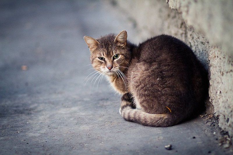 кот, взгляд ***photo preview