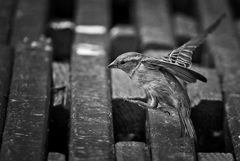 Про одного очень любопытного воробья.photo preview