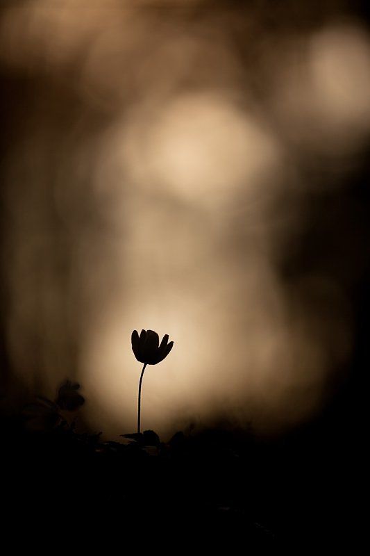 ветреничка дубравная, весна, цвет к свету...photo preview