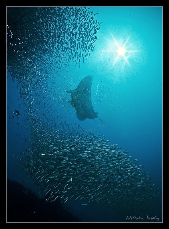 фото ***photo preview