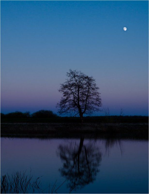 Дерево и луна.photo preview