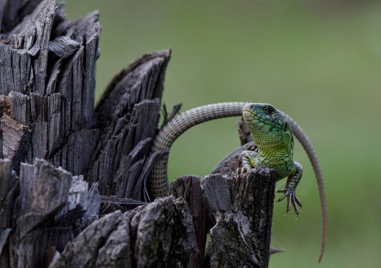 Крылья...лапы...главное...ХВОСТ!!. Автор: Татьяна Аверина ящерица, Татьяна Аверина