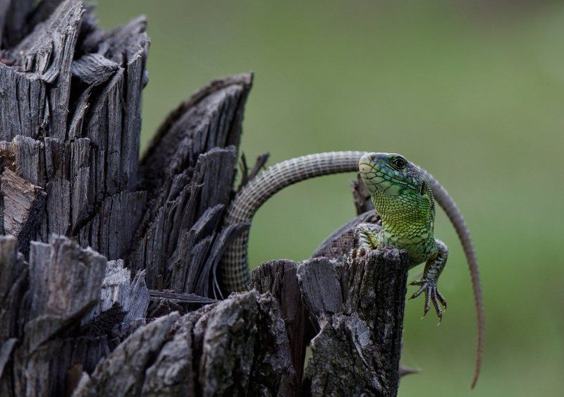 ящерица Крылья...лапы...главное...ХВОСТ!!photo preview