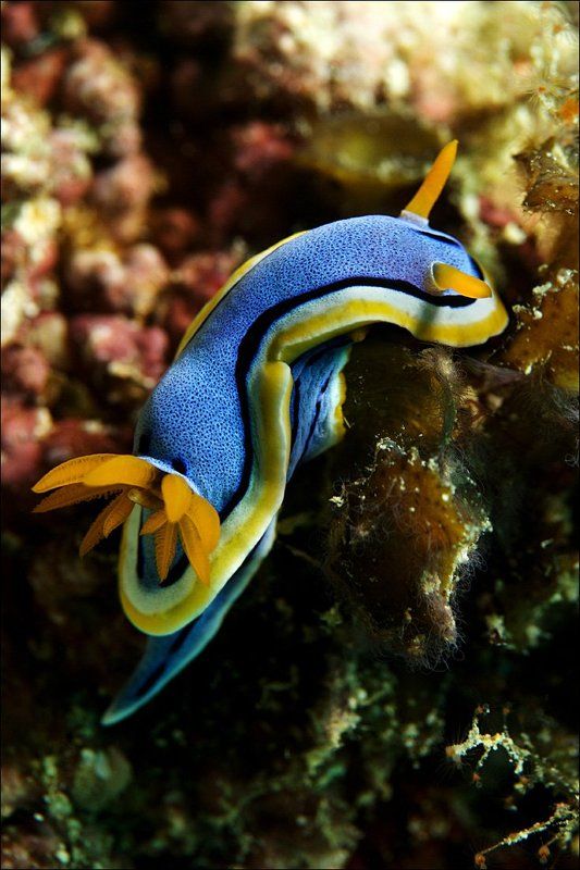 nudibranch, underwater Нудиphoto preview