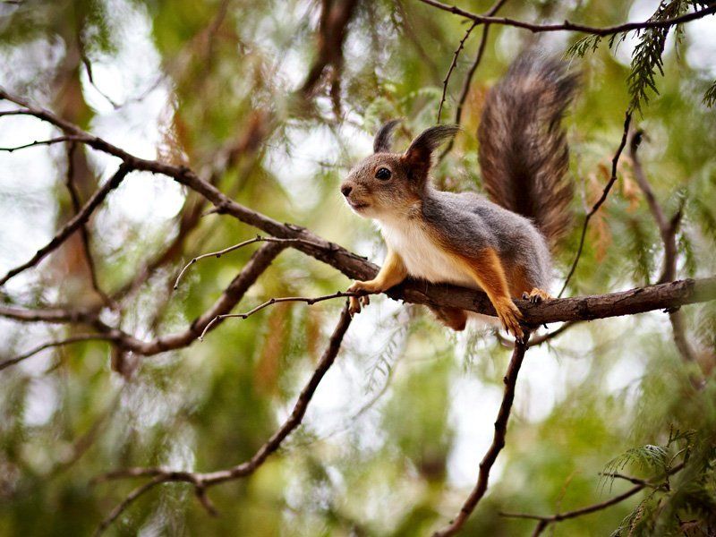 лес, белка *photo preview