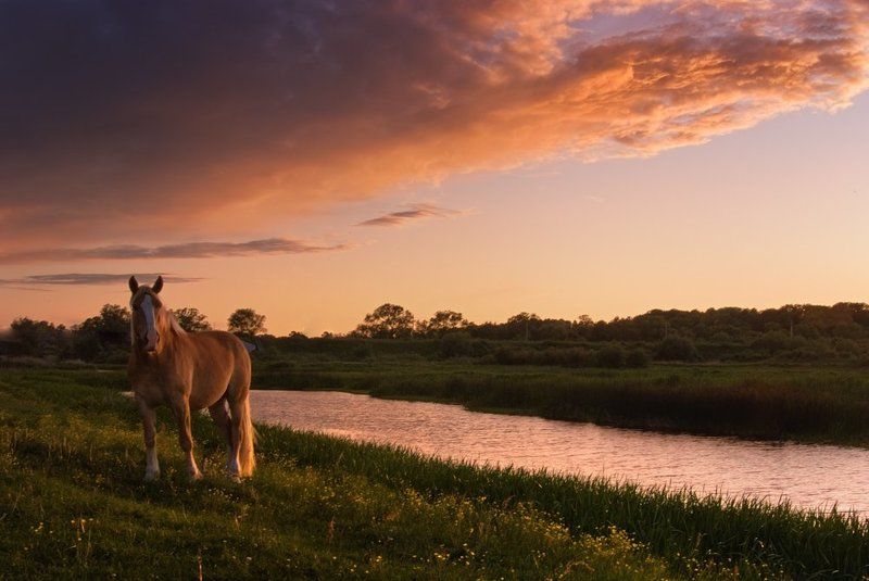 луг На лугу фото превью
