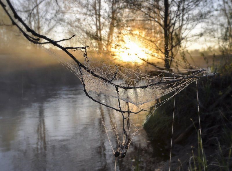 туман, иней, паутина Колыбель для солнышка фото превью