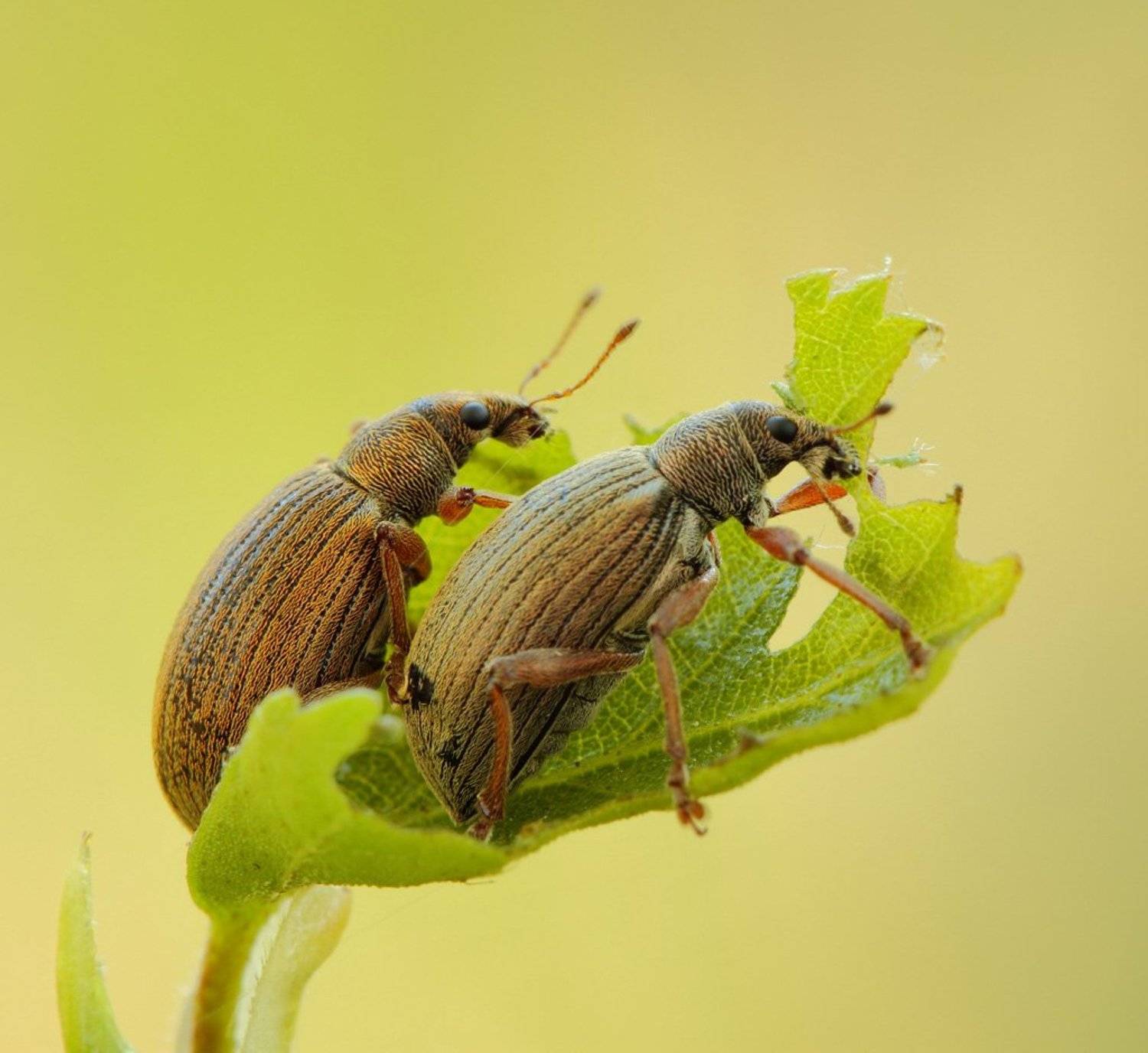 Тандем. Автор: Сергей Таланов долгоносики, Сергей Таланов
