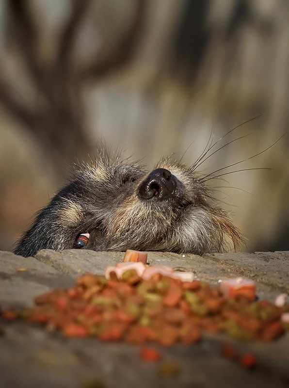 Вожделение.photo preview