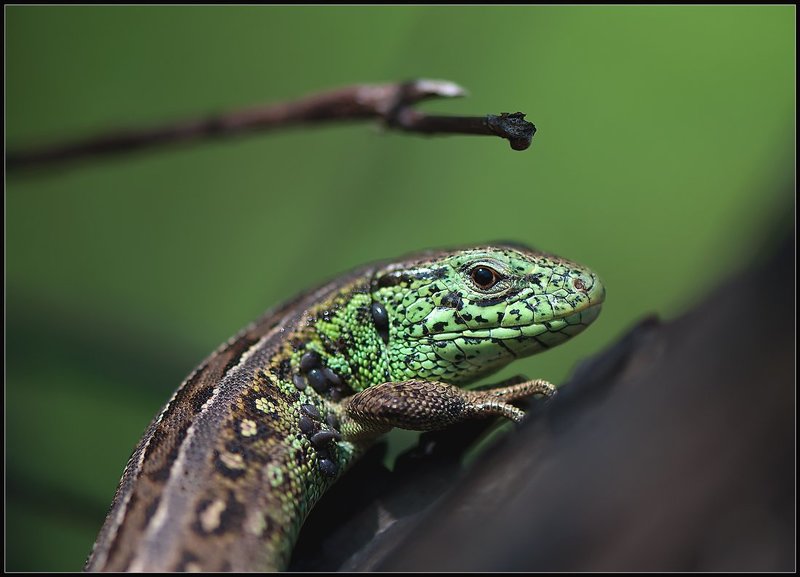 фауна,макро,ящерица, Динозавры наших дней.photo preview
