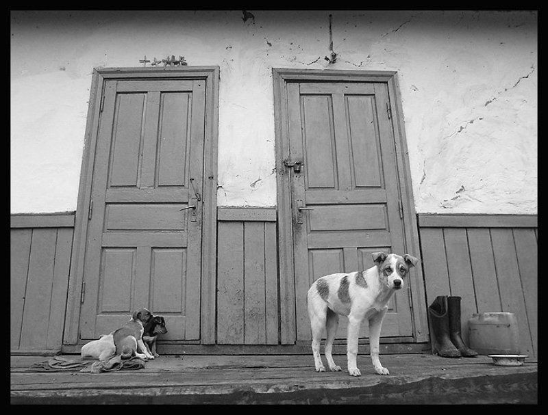 собака, щенки Матьphoto preview