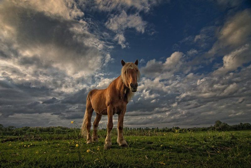 блондин Блондин на лугу фото превью