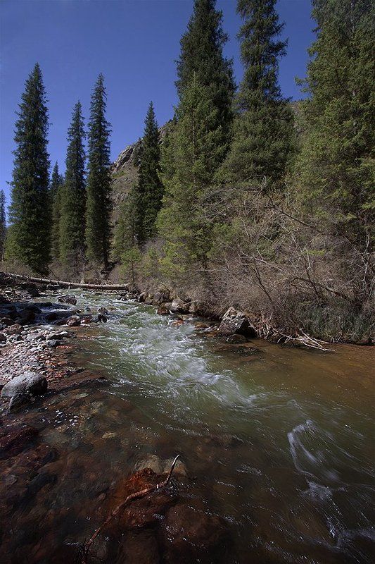 река, ели, горы, весна Весенний Тургень.photo preview