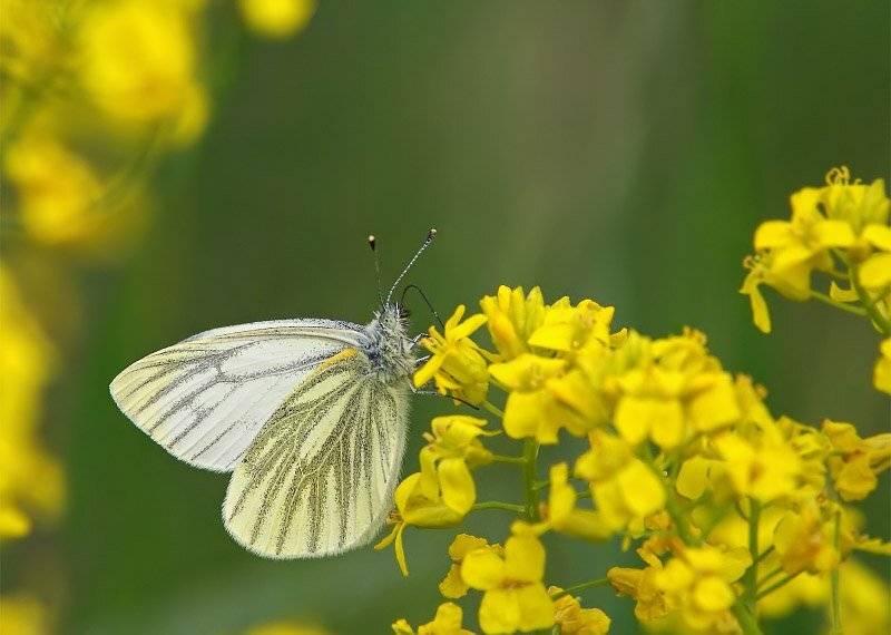 ***. Автор: Cheplenko Aleksey , Cheplenko Aleksey