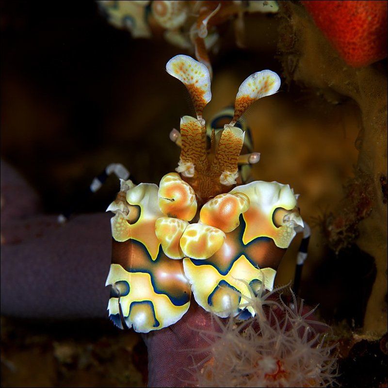 shrimp, harlequin, underwater В камуфляже!photo preview