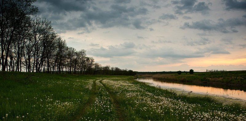 Вечер из одуванчиков.photo preview