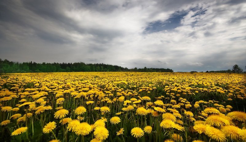 «до горизонта всё в одуванах»photo preview