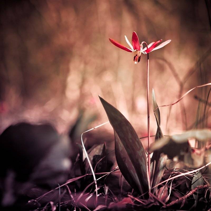 макро, Качурин Алексей