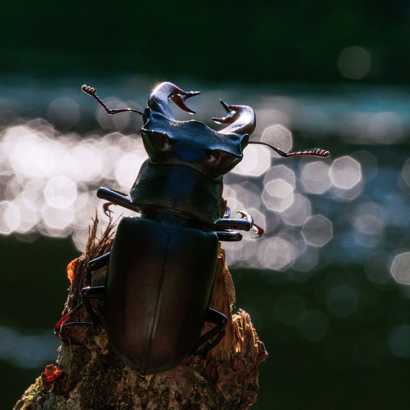 Жук - олень, сидящий на берегу реки и размышляющий о жизни.photo preview