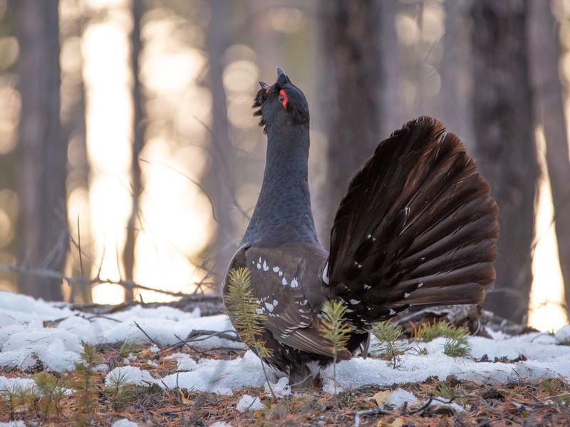 На глухарином току 2018photo preview