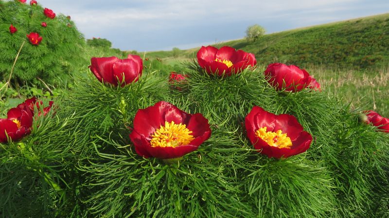 листопад Пион узколистный (дикий)photo preview