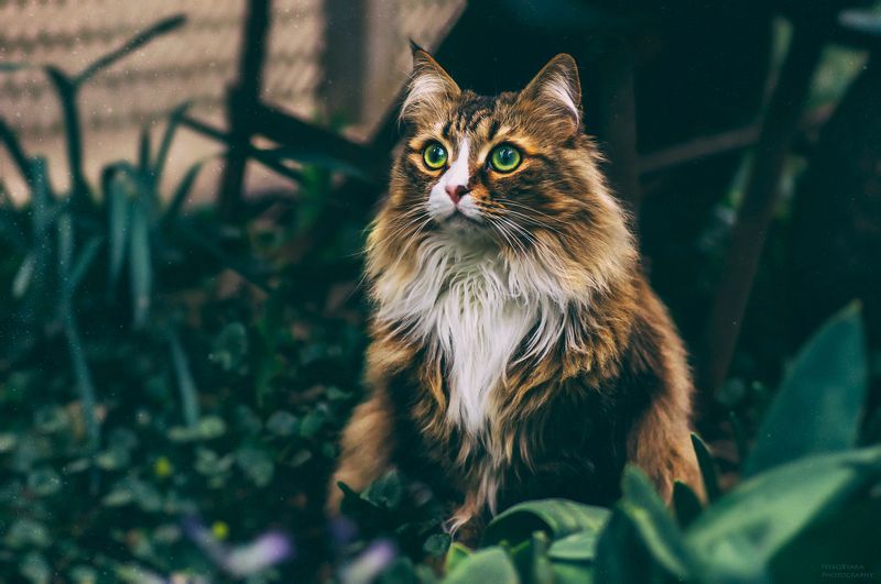 животные, кошка, кот, питомец, домашние животные Мисс Блэрphoto preview